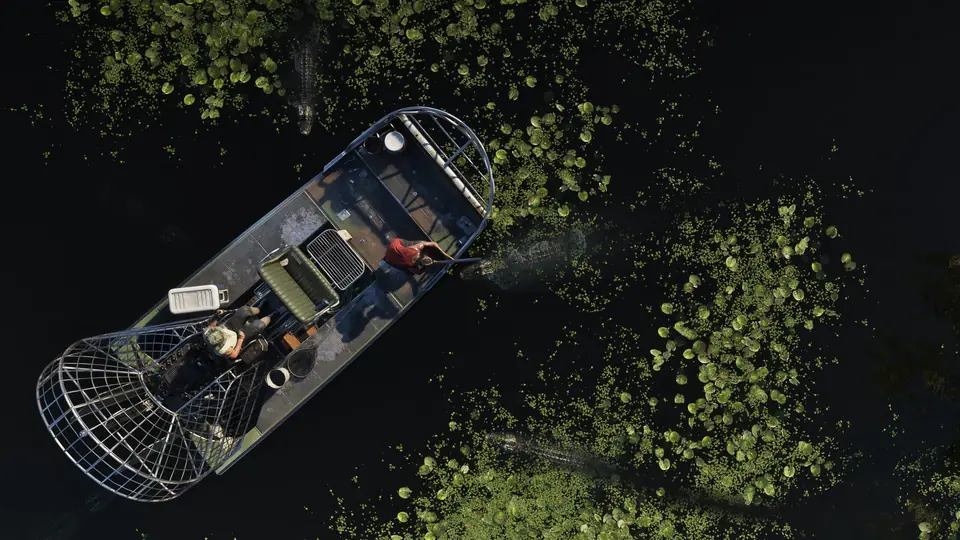An airboat among alligators in the Grassrivers, seen from above.