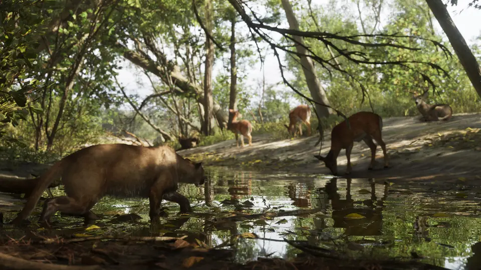 A cougar stalks deer drinking at a stream in Mount Kalaga National Park.